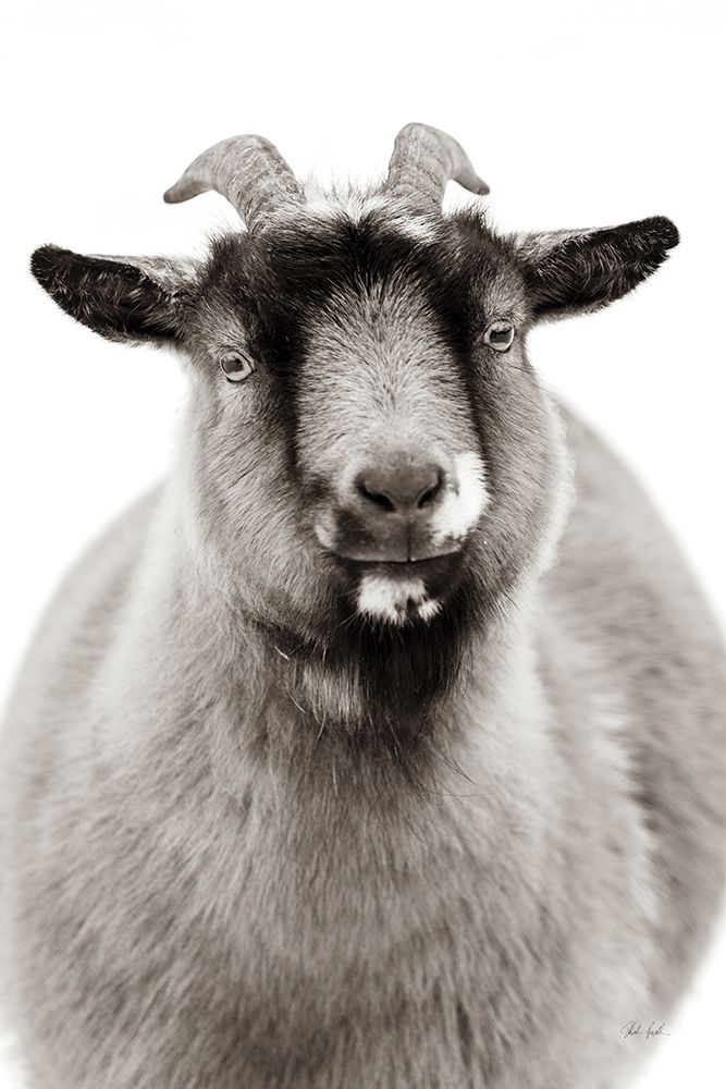 Sally the Goat art print by Deborah Revell for $57.95 CAD
