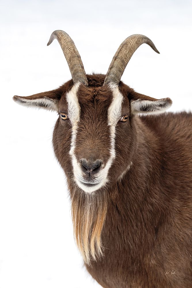 Billy the Goat art print by Deborah Revell for $57.95 CAD