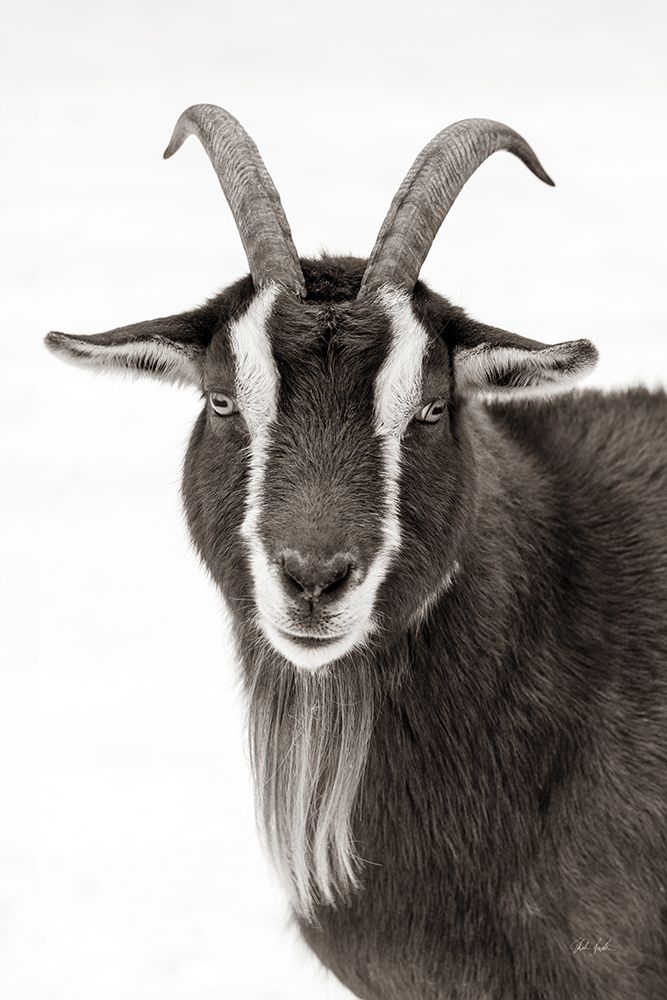 Billy the Goat BW art print by Deborah Revell for $57.95 CAD