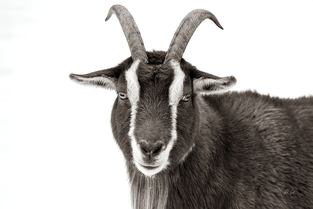 Billy Stare art print by Deborah Revell for $57.95 CAD
