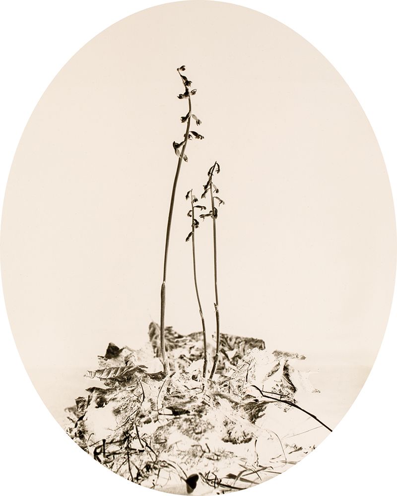 Glass Plate II Oval art print by Deborah Revell for $57.95 CAD
