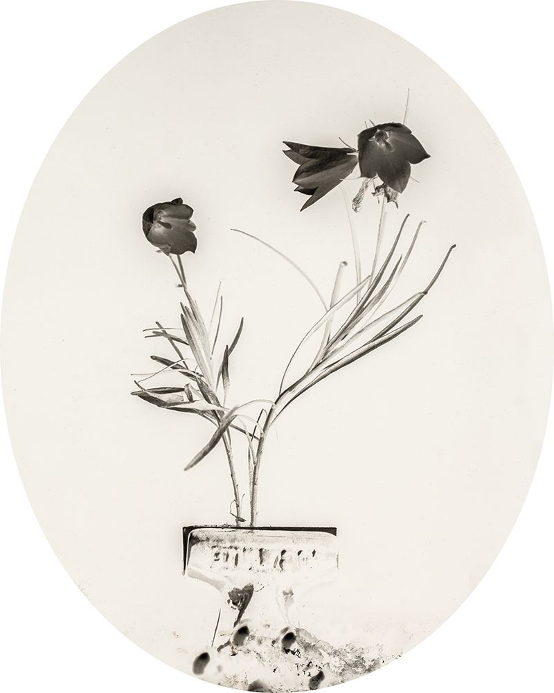 Glass Plate III Oval art print by Deborah Revell for $57.95 CAD