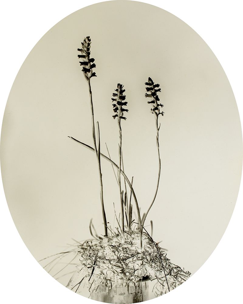 Glass Plate IV Oval art print by Deborah Revell for $57.95 CAD