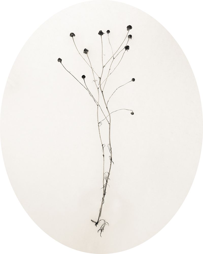 Sleek Simplicity IV Oval art print by Deborah Revell for $57.95 CAD
