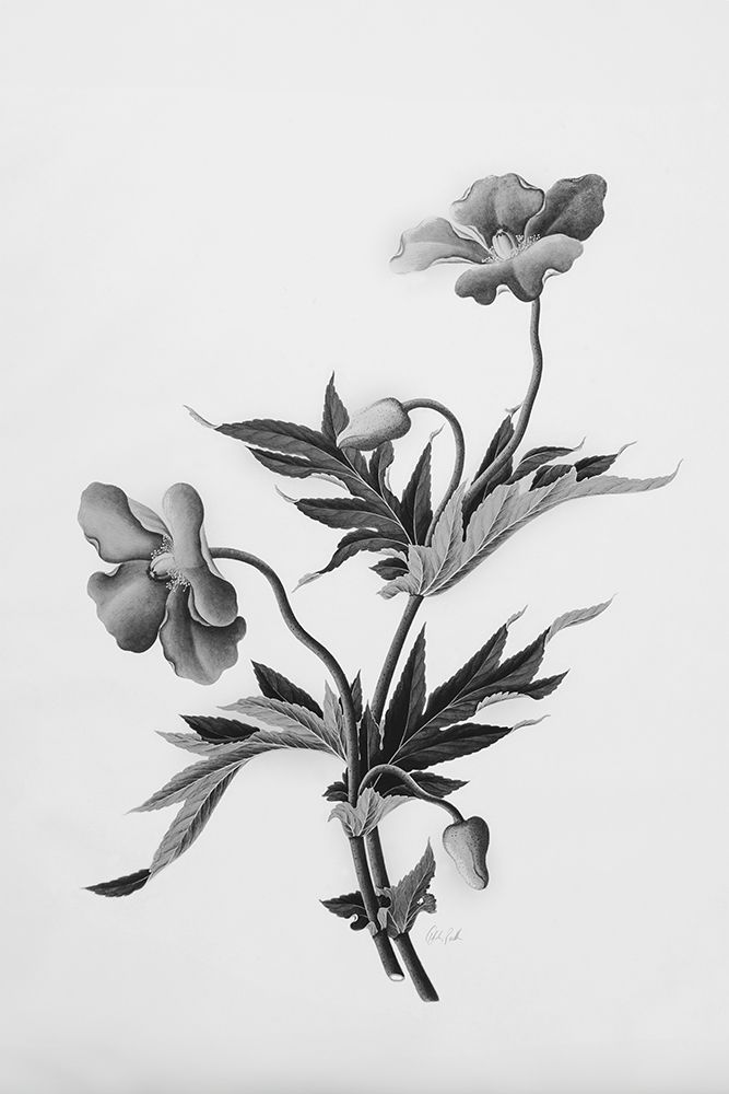 Botanical II art print by Deborah Revell for $57.95 CAD
