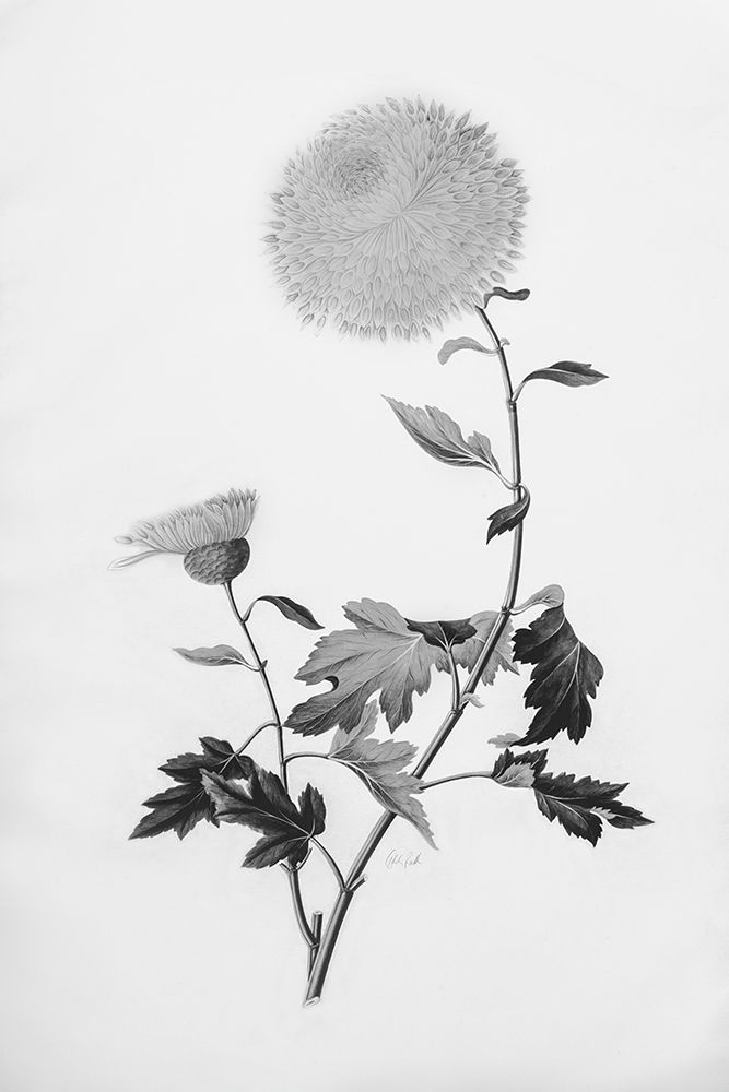 Botanical IV art print by Deborah Revell for $57.95 CAD