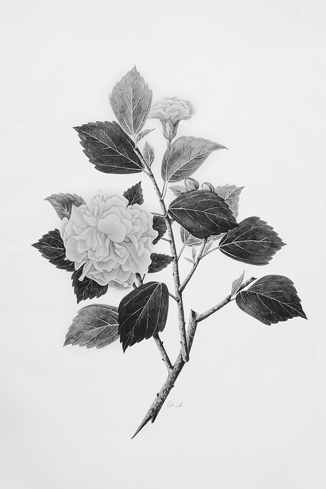 Botanical V art print by Deborah Revell for $57.95 CAD