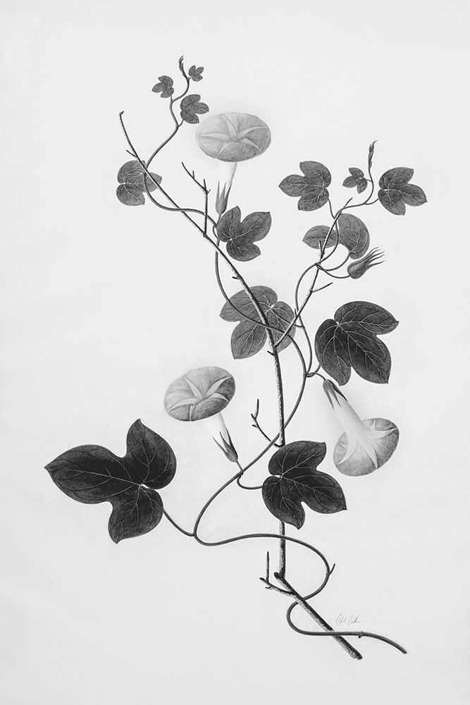 Botanical VI art print by Deborah Revell for $57.95 CAD