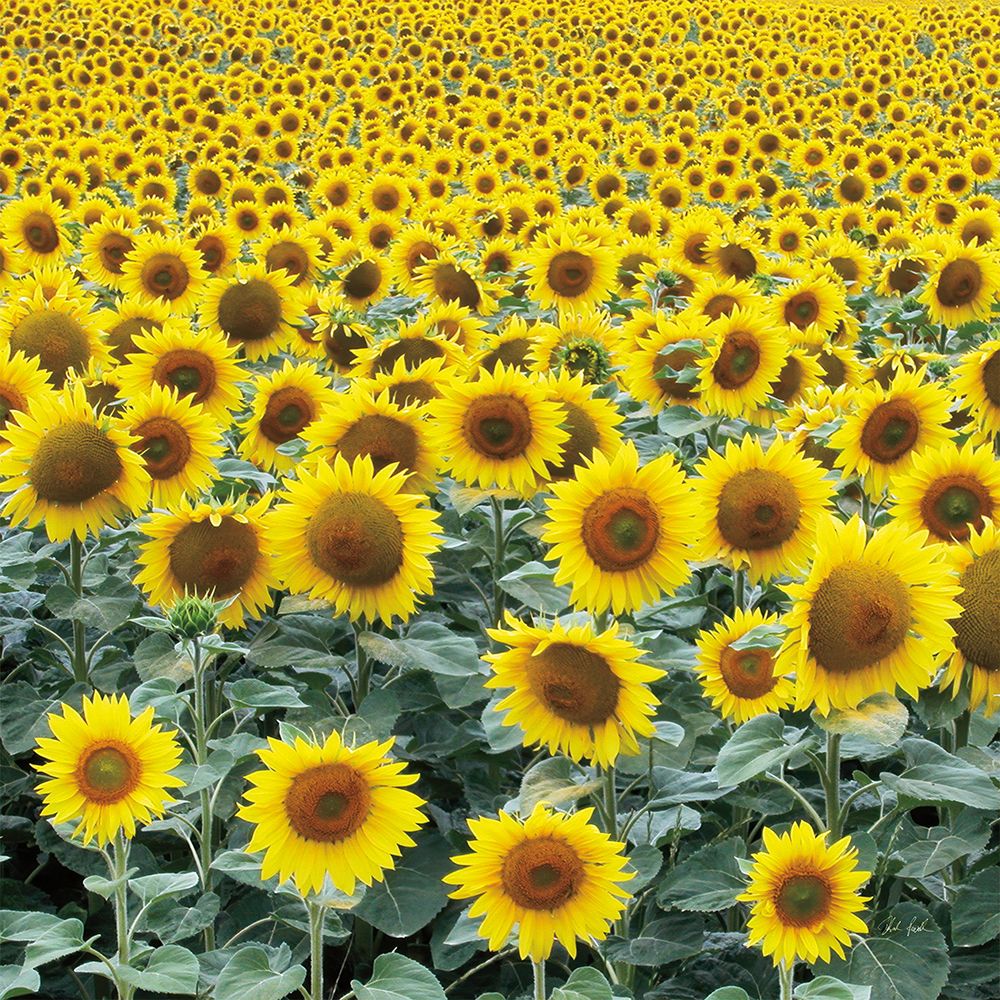 Le Loire Sunflower Field art print by Deborah Revell for $57.95 CAD