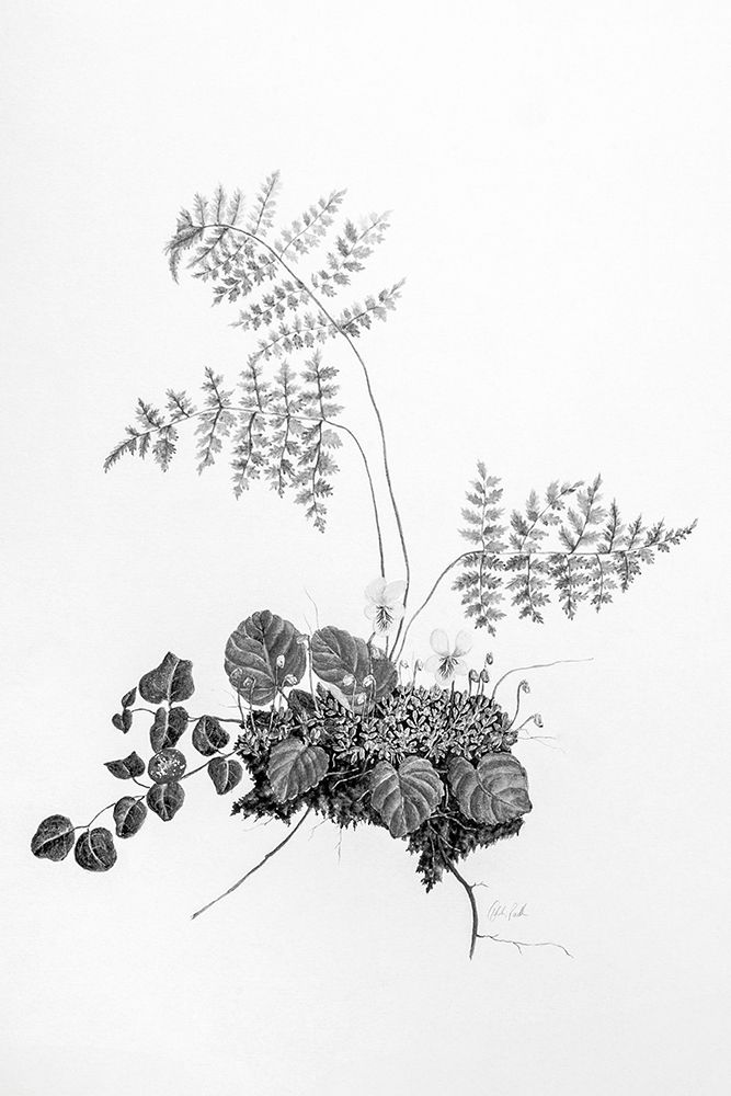 Fern Noir I art print by Deborah Revell for $57.95 CAD