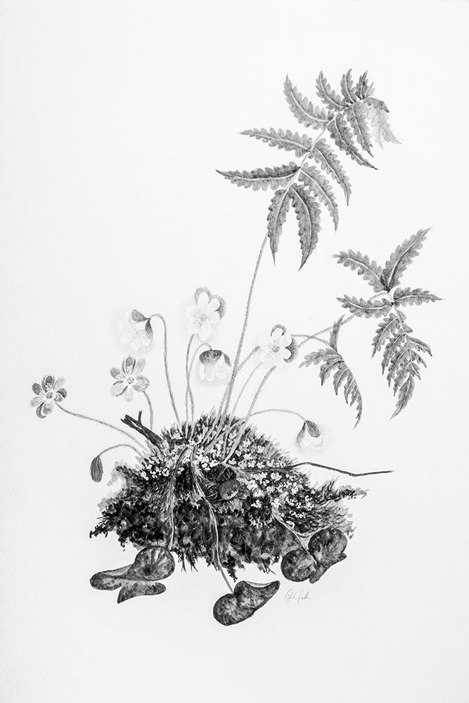 Fern Noir II art print by Deborah Revell for $57.95 CAD