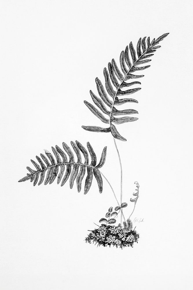 Fern Noir III art print by Deborah Revell for $57.95 CAD