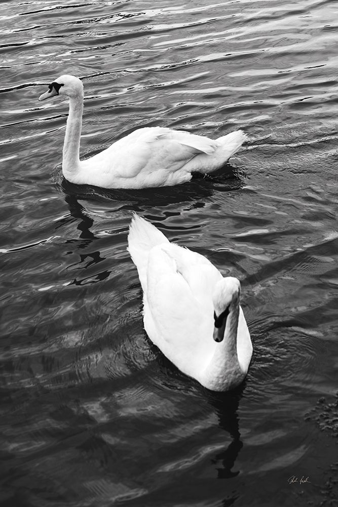 Two Swans art print by Deborah Revell for $57.95 CAD