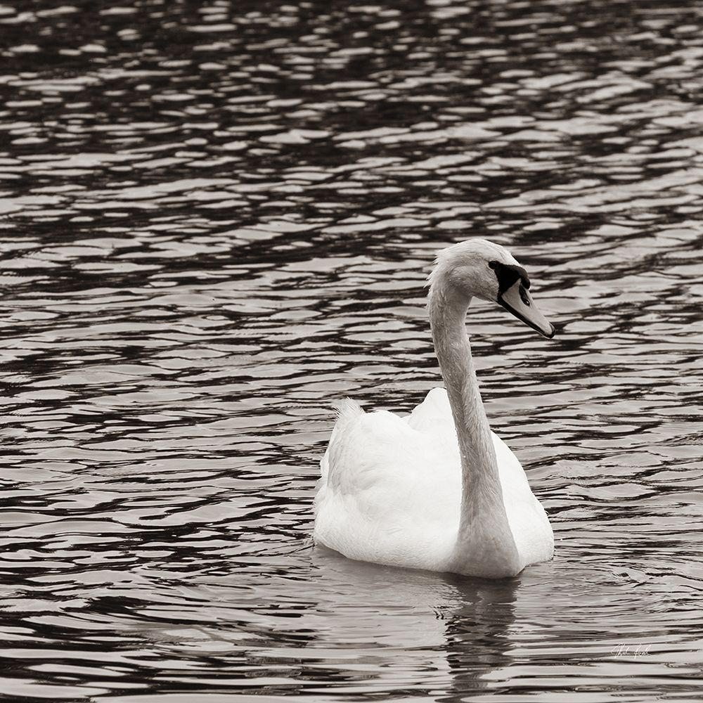Single Swan art print by Deborah Revell for $57.95 CAD