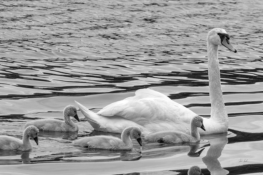Swan and Cygnets art print by Deborah Revell for $57.95 CAD