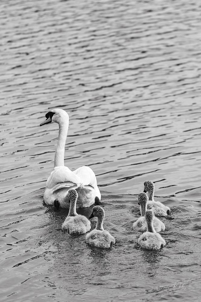 Follow the Leader art print by Deborah Revell for $57.95 CAD