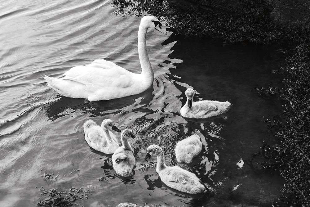 Swans on the Lake art print by Deborah Revell for $57.95 CAD
