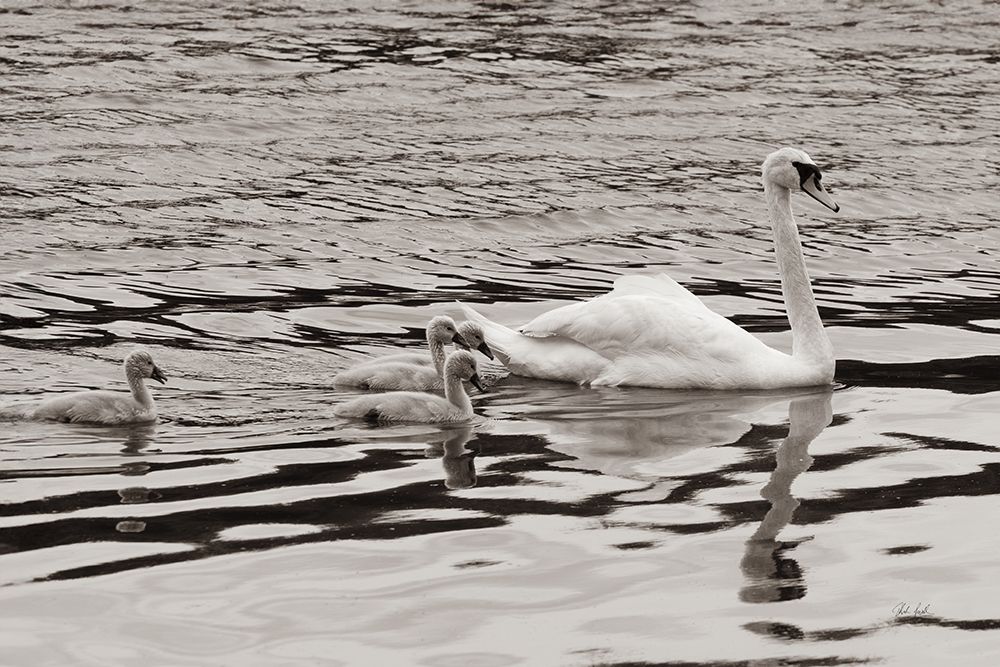 Swan Family Sepia art print by Deborah Revell for $57.95 CAD