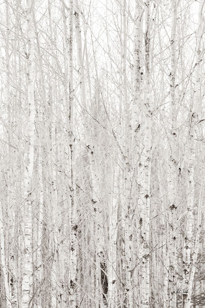 Silver Birch art print by Deborah Revell for $57.95 CAD