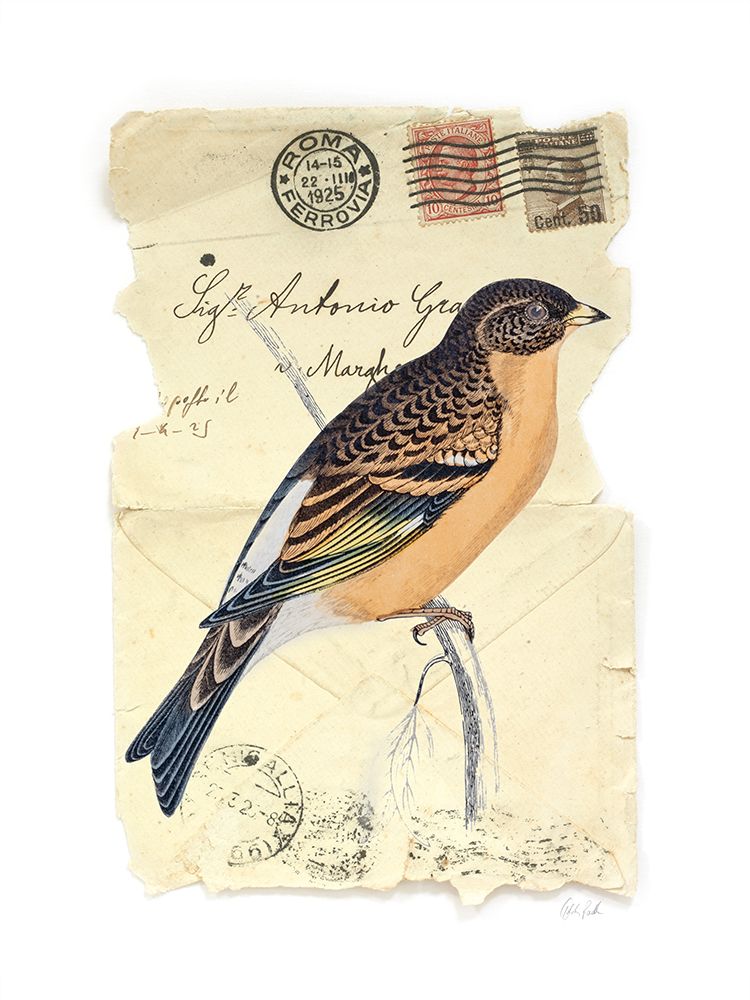 Mountain Finch art print by Deborah Revell for $57.95 CAD