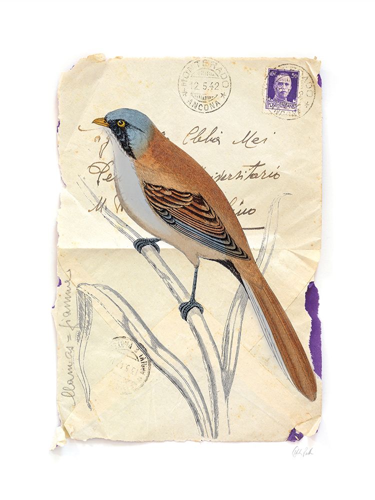 Bearded Tit art print by Deborah Revell for $57.95 CAD