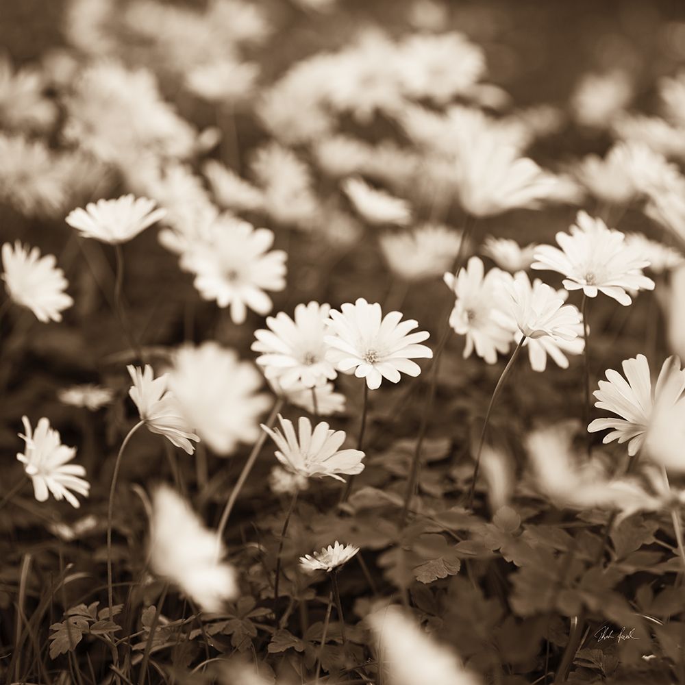 Wild Daisies art print by Deborah Revell for $57.95 CAD