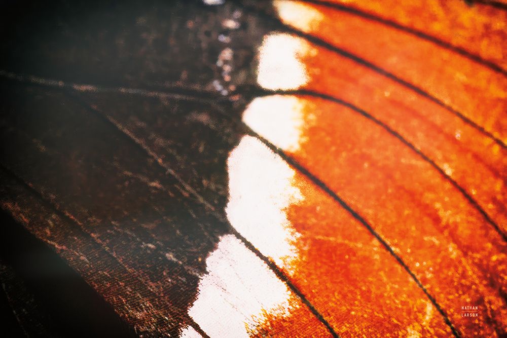 Butterly Effect II art print by Nathan Larson for $57.95 CAD