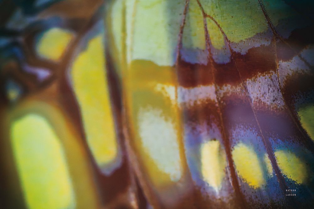 Butterly Effect XII art print by Nathan Larson for $57.95 CAD