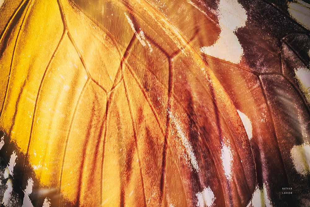 Butterly Effect IV art print by Nathan Larson for $57.95 CAD
