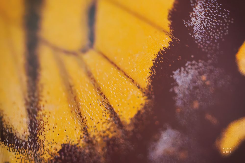 Butterly Effect XXIII art print by Nathan Larson for $57.95 CAD