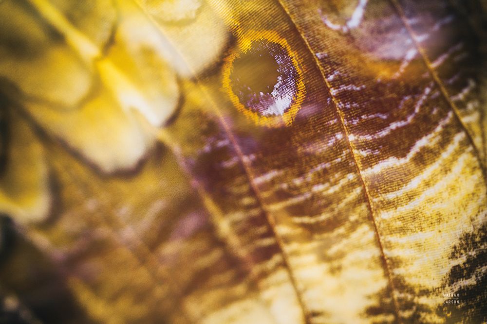 Butterfly Effect VI art print by Nathan Larson for $57.95 CAD