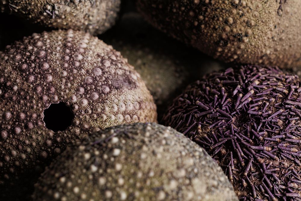 Purple Sea Urchins art print by Nathan Larson for $57.95 CAD