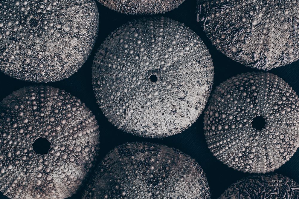 Lost Coast Sea Urchins I art print by Nathan Larson for $57.95 CAD