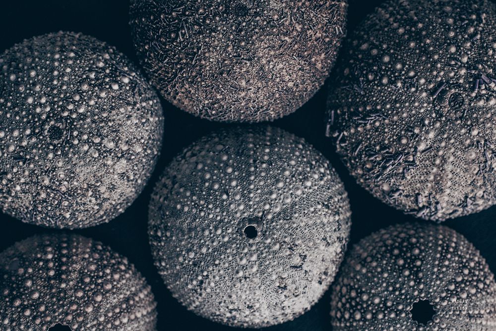 Lost Coast Sea Urchins II art print by Nathan Larson for $57.95 CAD