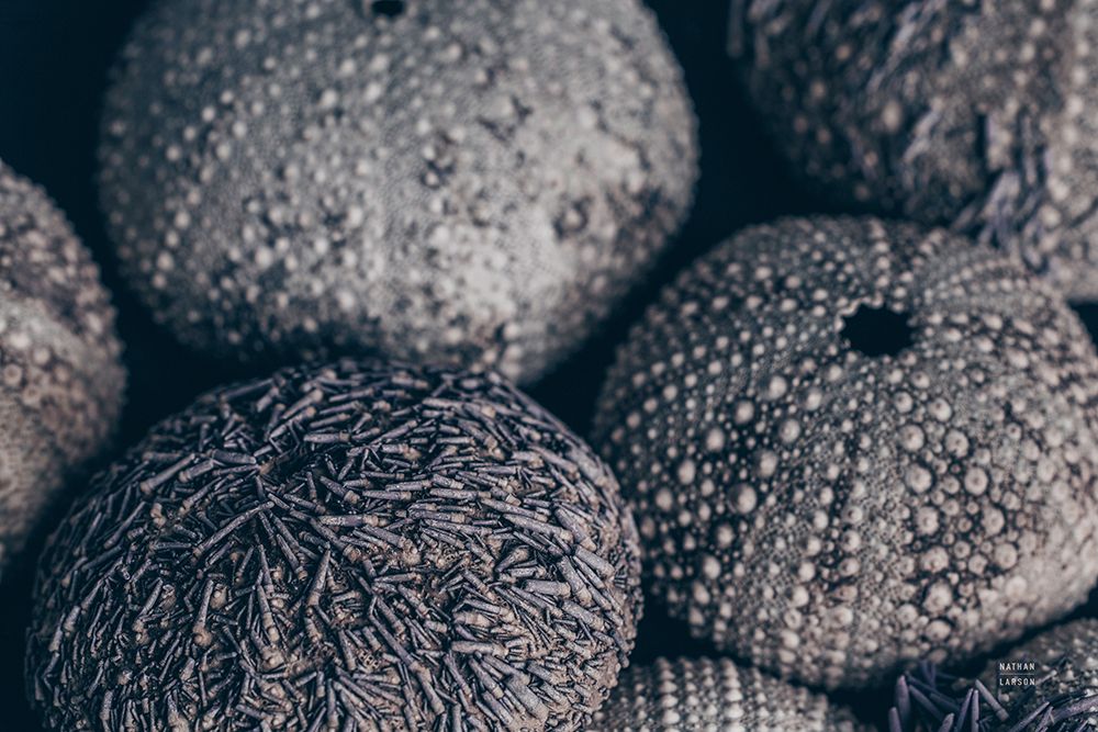 Lost Coast Sea Urchins III art print by Nathan Larson for $57.95 CAD