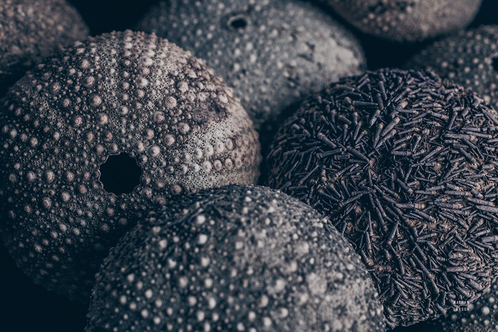 Lost Coast Sea Urchins IV art print by Nathan Larson for $57.95 CAD