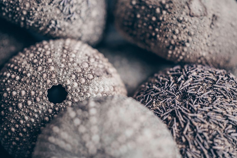 Lost Coast Sea Urchins V art print by Nathan Larson for $57.95 CAD