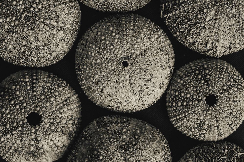 Lost Coast Sea Urchins Sepia I art print by Nathan Larson for $57.95 CAD