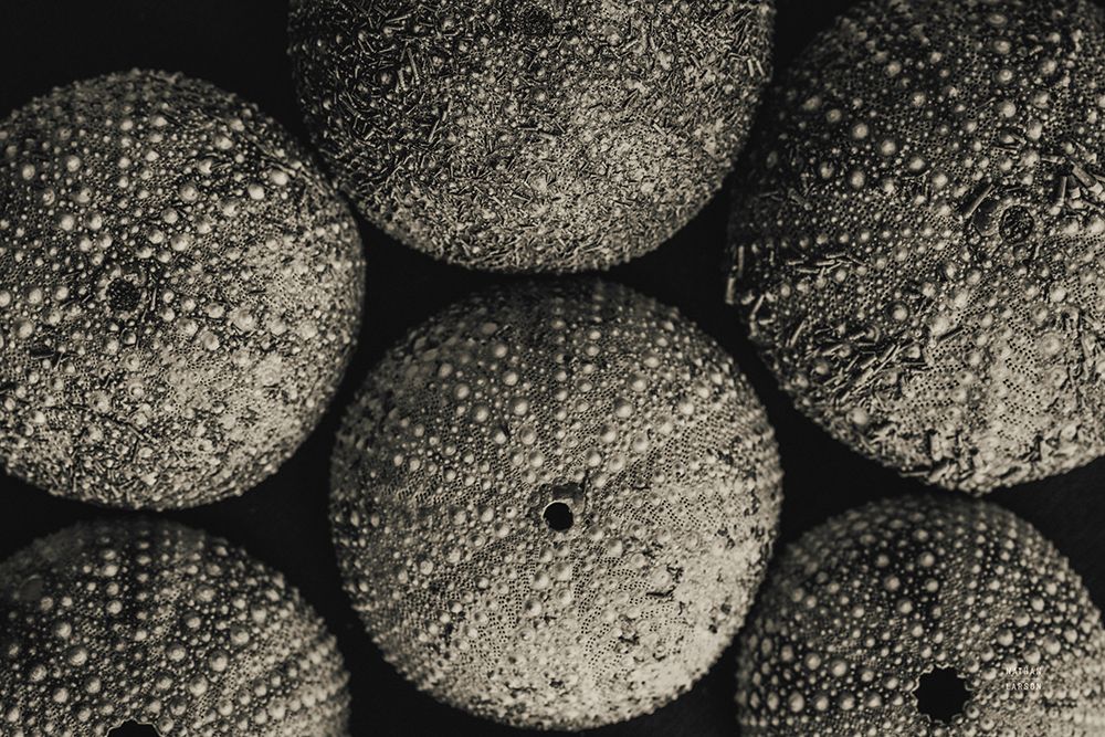 Lost Coast Sea Urchins Sepia II art print by Nathan Larson for $57.95 CAD