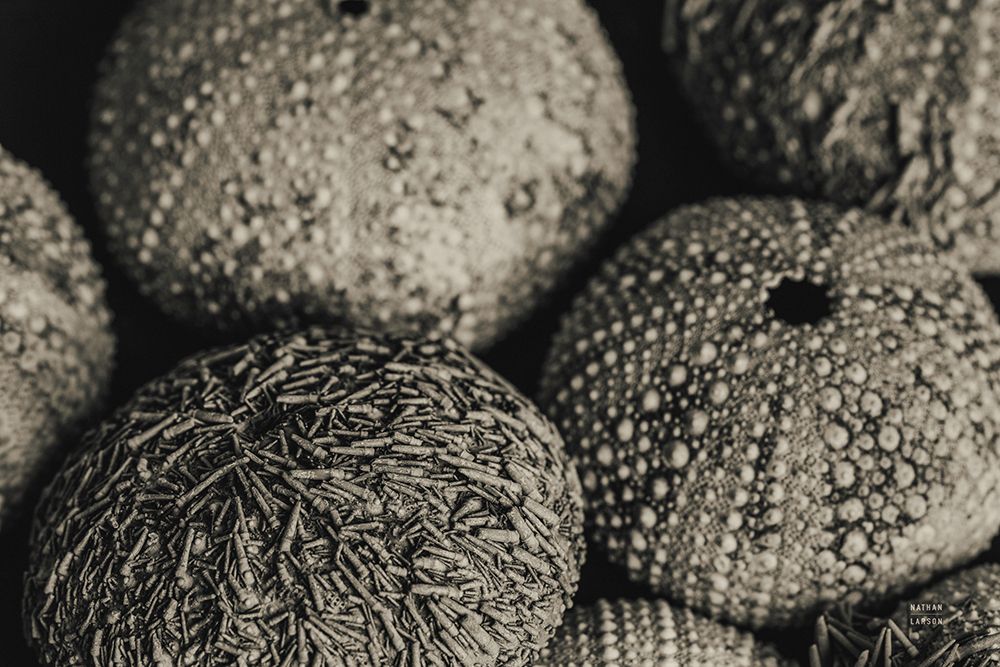 Lost Coast Sea Urchins Sepia III art print by Nathan Larson for $57.95 CAD