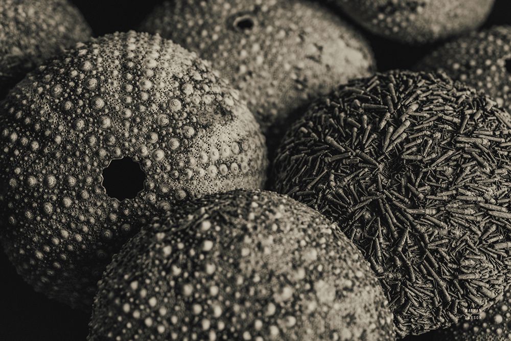 Lost Coast Sea Urchins Sepia IV art print by Nathan Larson for $57.95 CAD