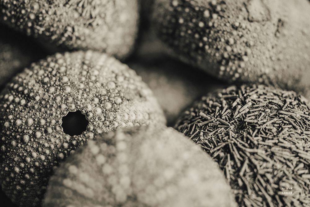 Lost Coast Sea Urchins Sepia V art print by Nathan Larson for $57.95 CAD
