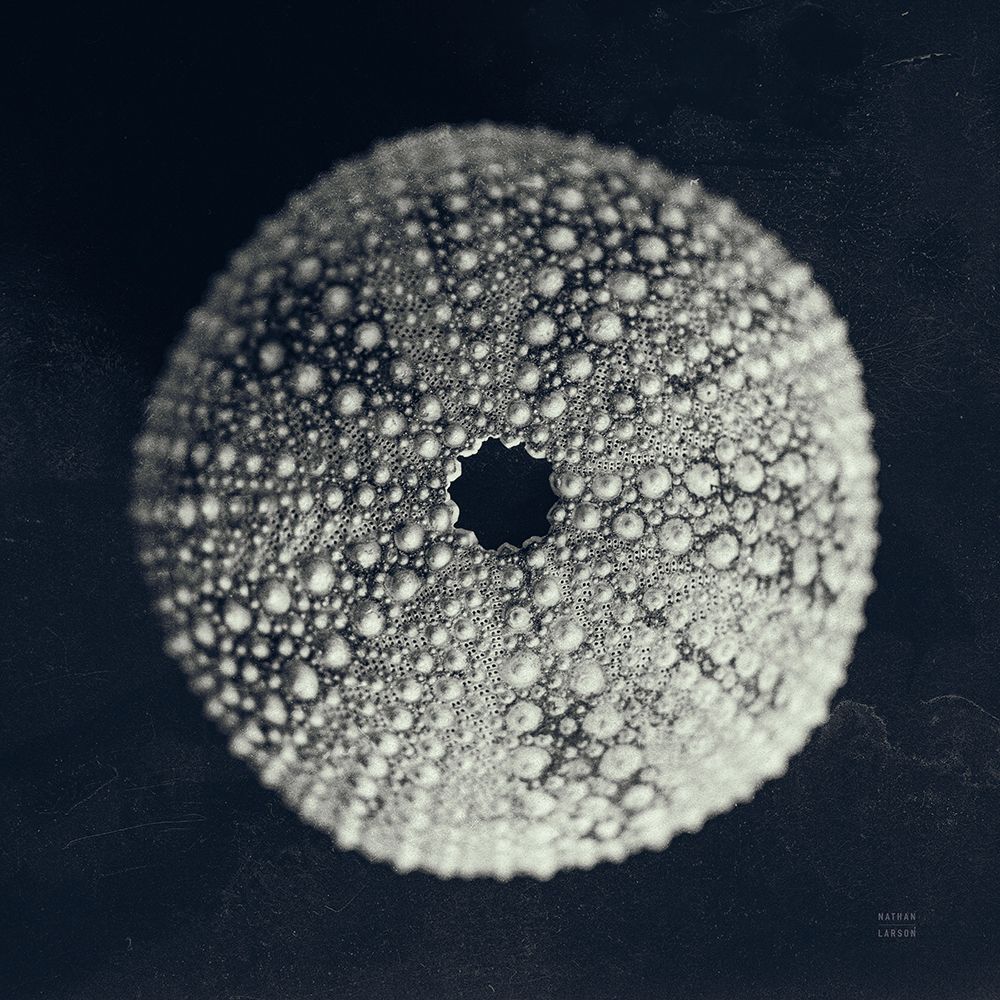 Urchin Stillife II art print by Nathan Larson for $57.95 CAD