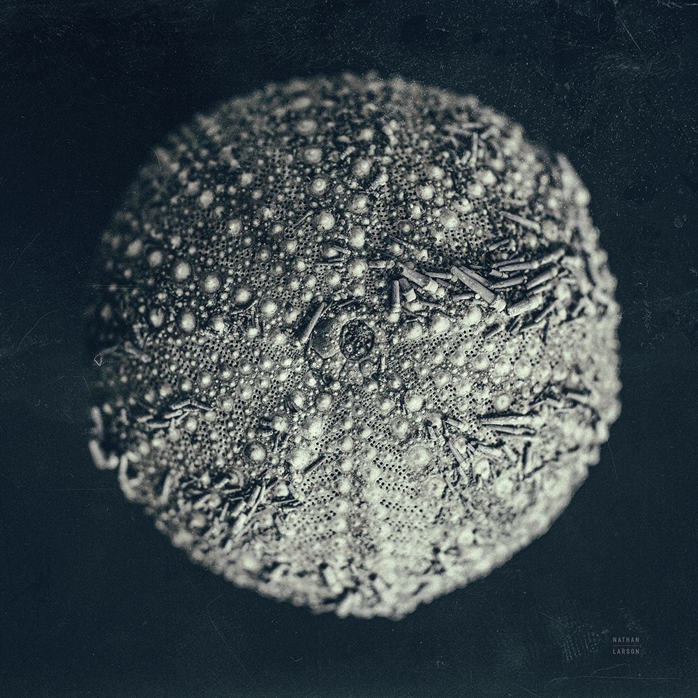 Urchin Still Life II art print by Nathan Larson for $57.95 CAD