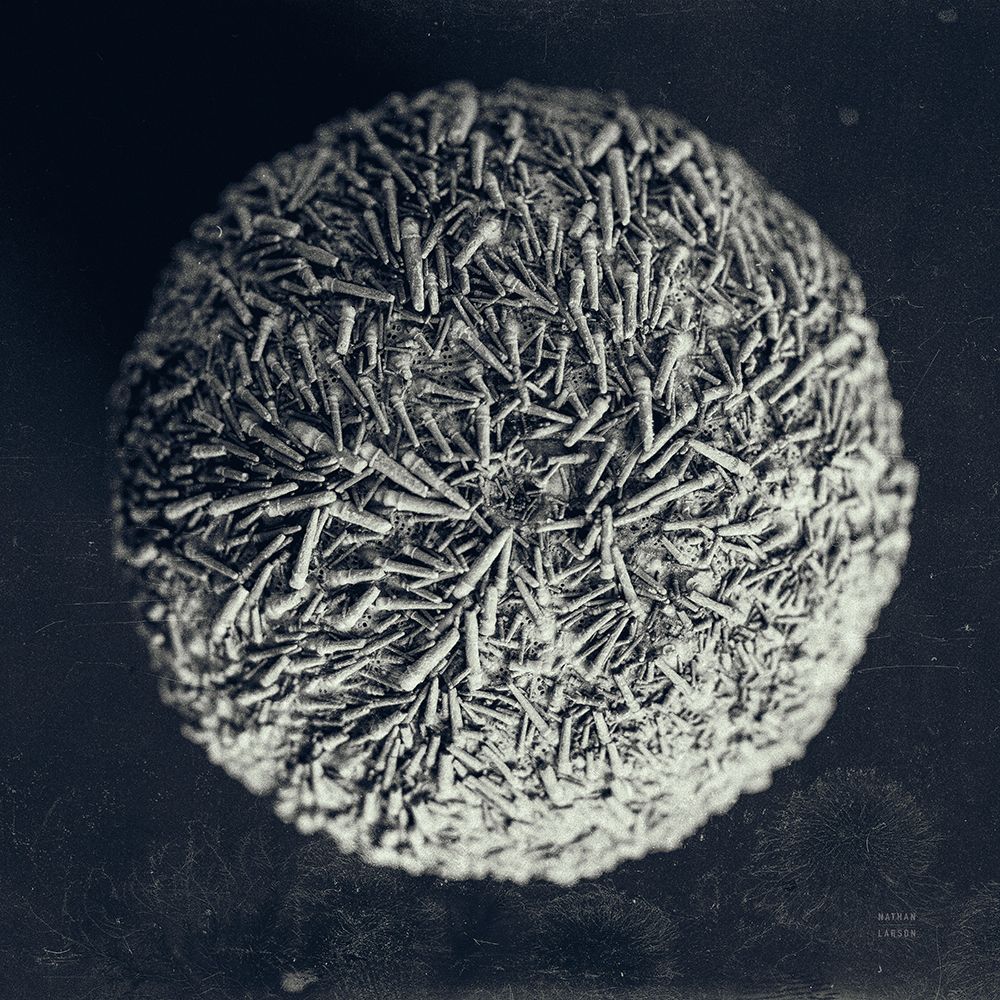 Urchin Still Life IV art print by Nathan Larson for $57.95 CAD