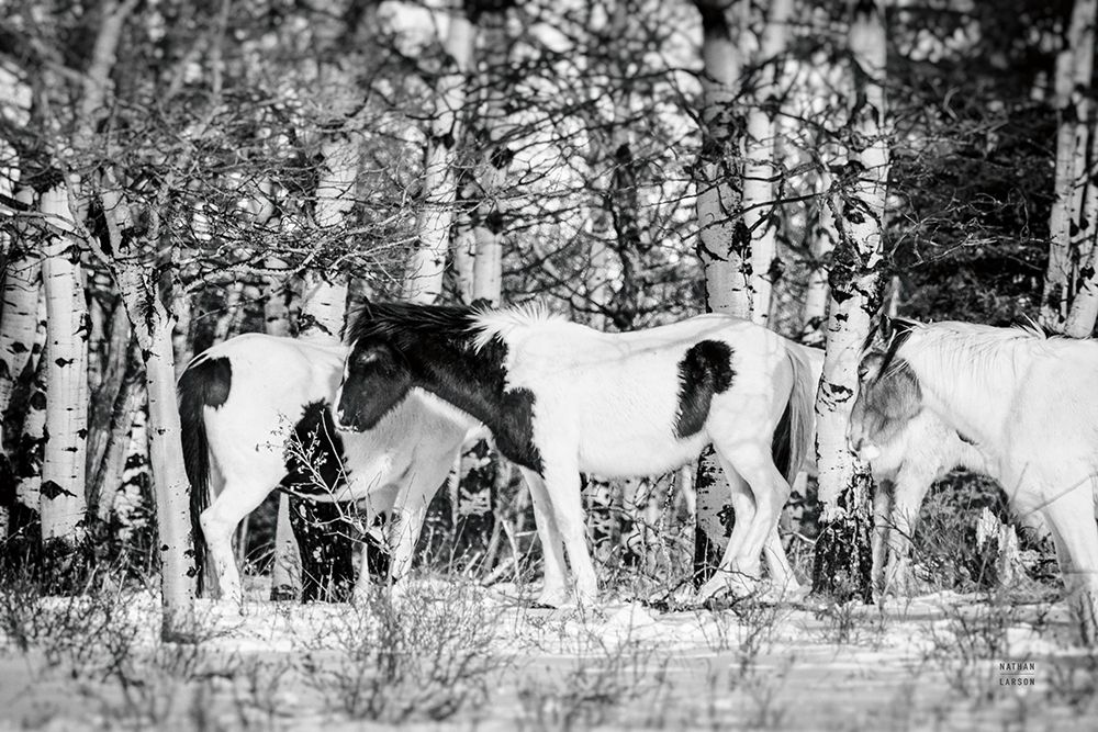 Winter Herd art print by Nathan Larson for $57.95 CAD