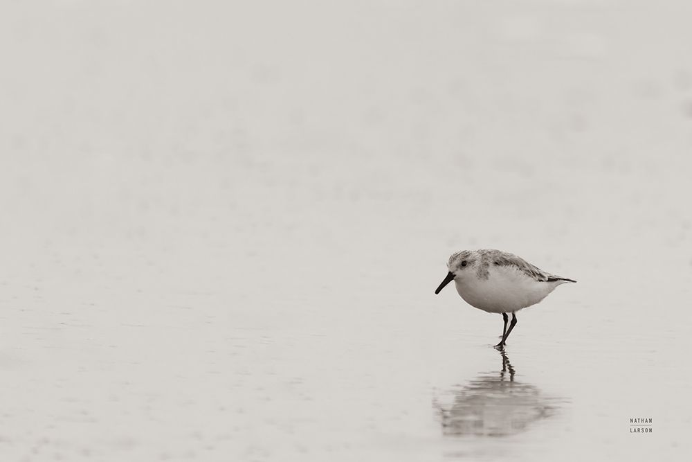 Tybee Island Sanderling art print by Nathan Larson for $57.95 CAD