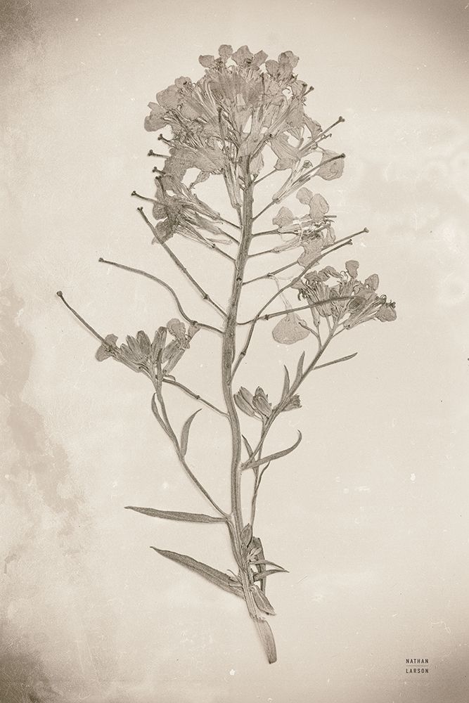 Wildflower Journal Vintage I art print by Nathan Larson for $57.95 CAD