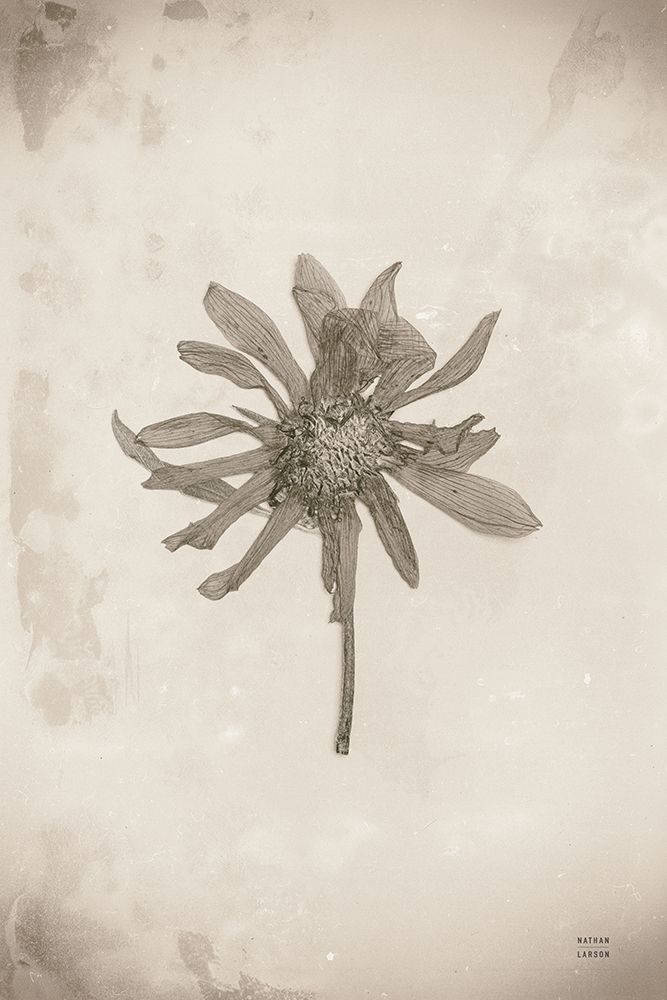 Wildflower Journal Vintage II art print by Nathan Larson for $57.95 CAD