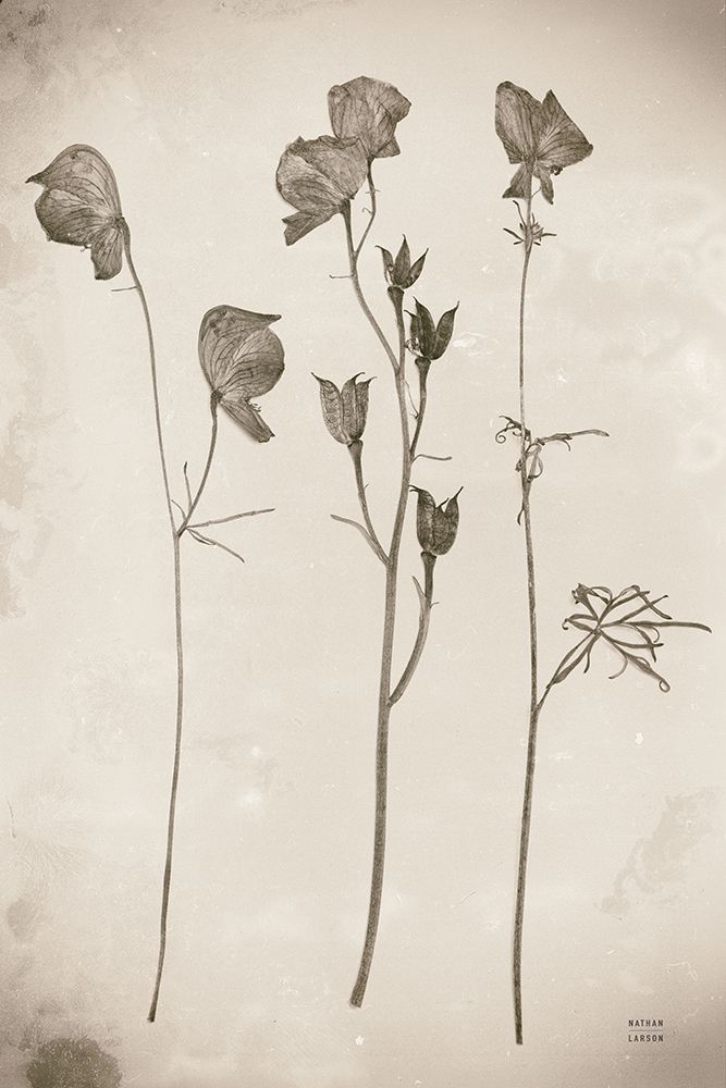 Wildflower Journal Vintage III art print by Nathan Larson for $57.95 CAD